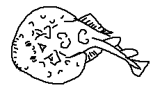 Narcinidae - Numbrays