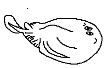 Narkidae - Sleeper Rays