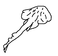 Platyrhinidae - Thornback Electric Ray