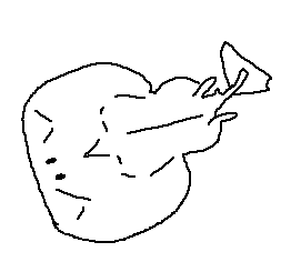 Torpedinidae - Classic Electric Rays